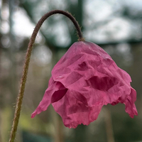 Meconopsis x cookei 'Old Rose'